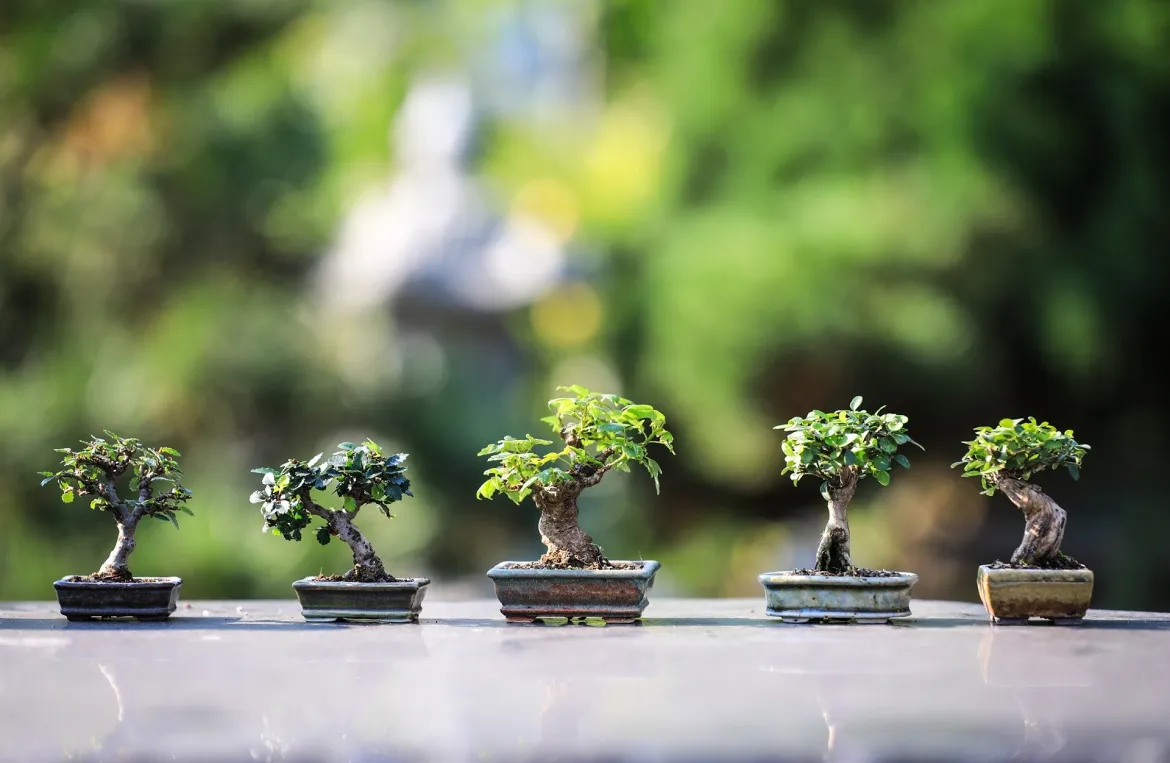 bonsai-4634225_1920